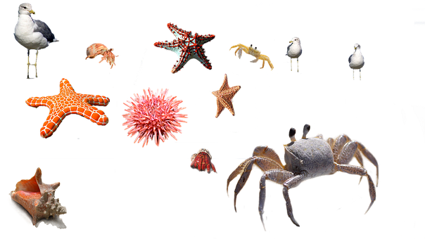 Marine Life Collage PNG Image