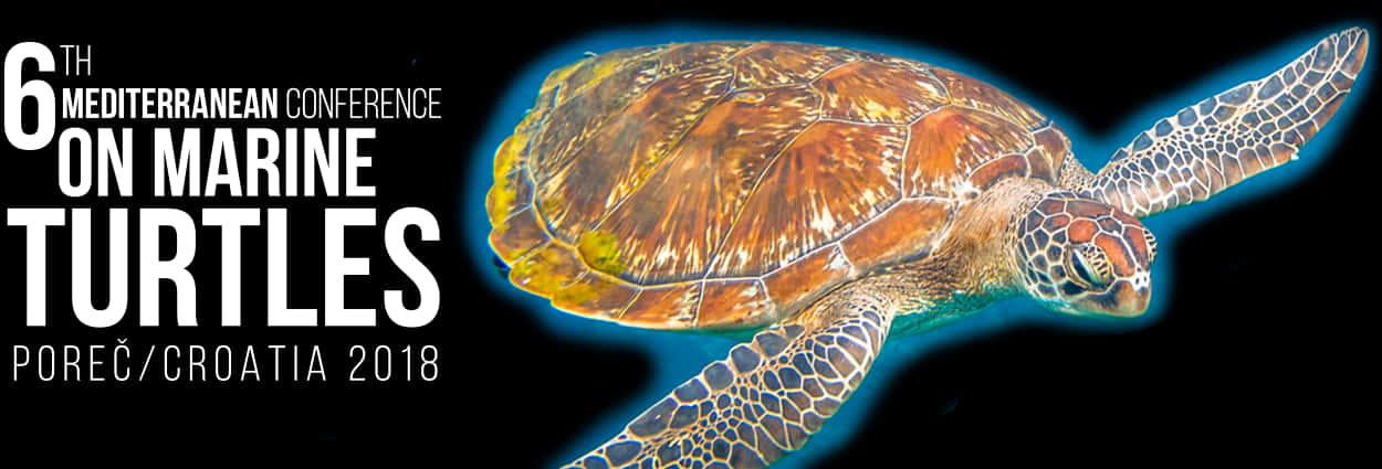 Marine Turtle Conference Banner2018 PNG Image