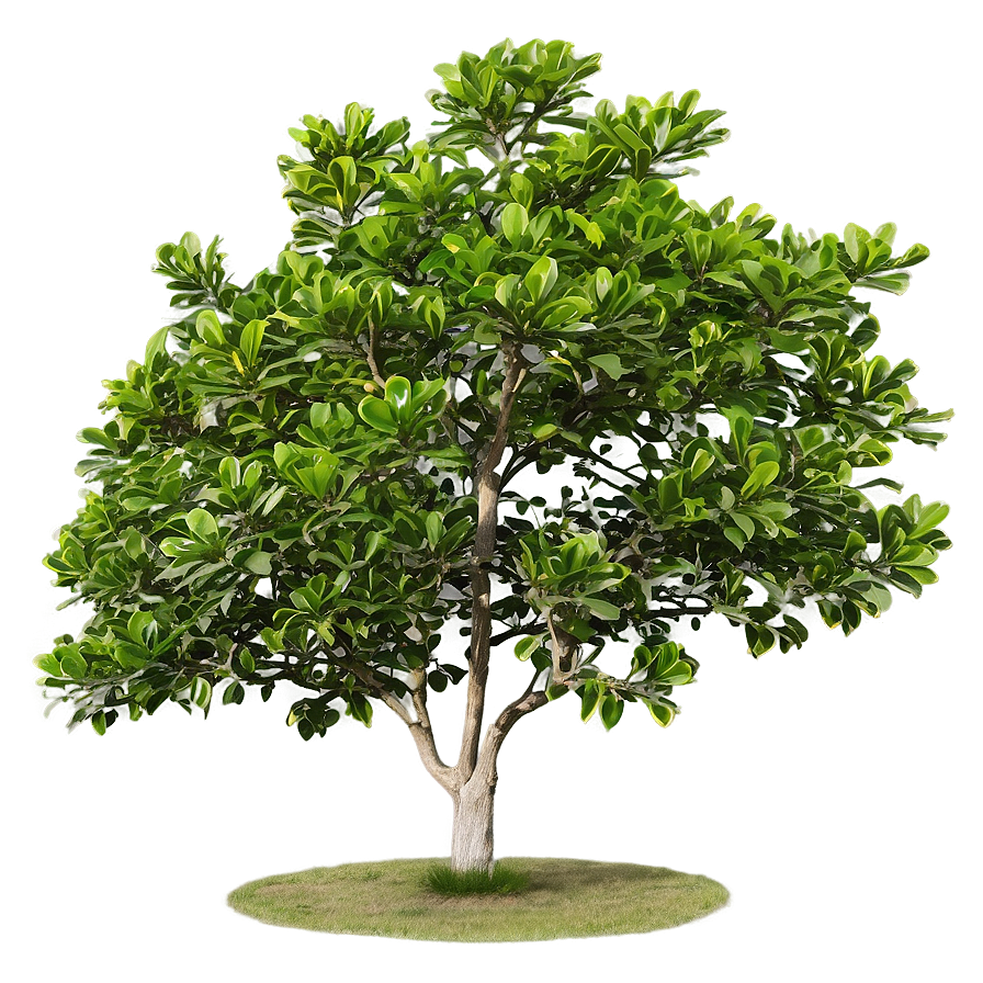 Mature Magnolia Tree Landscape Png 85 PNG Image