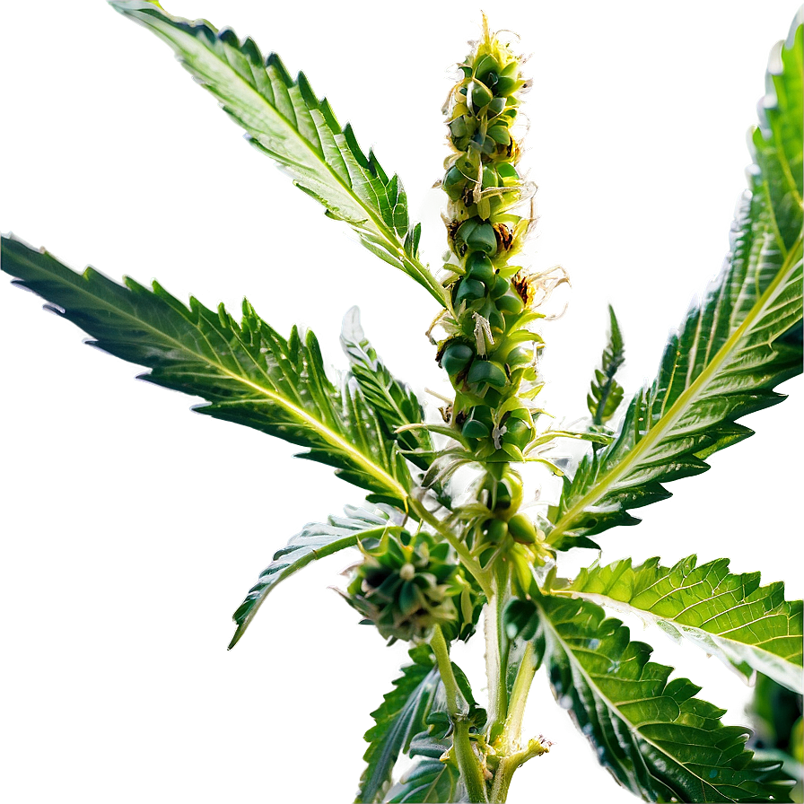 Medicinal Cannabis Png Bke64 PNG Image