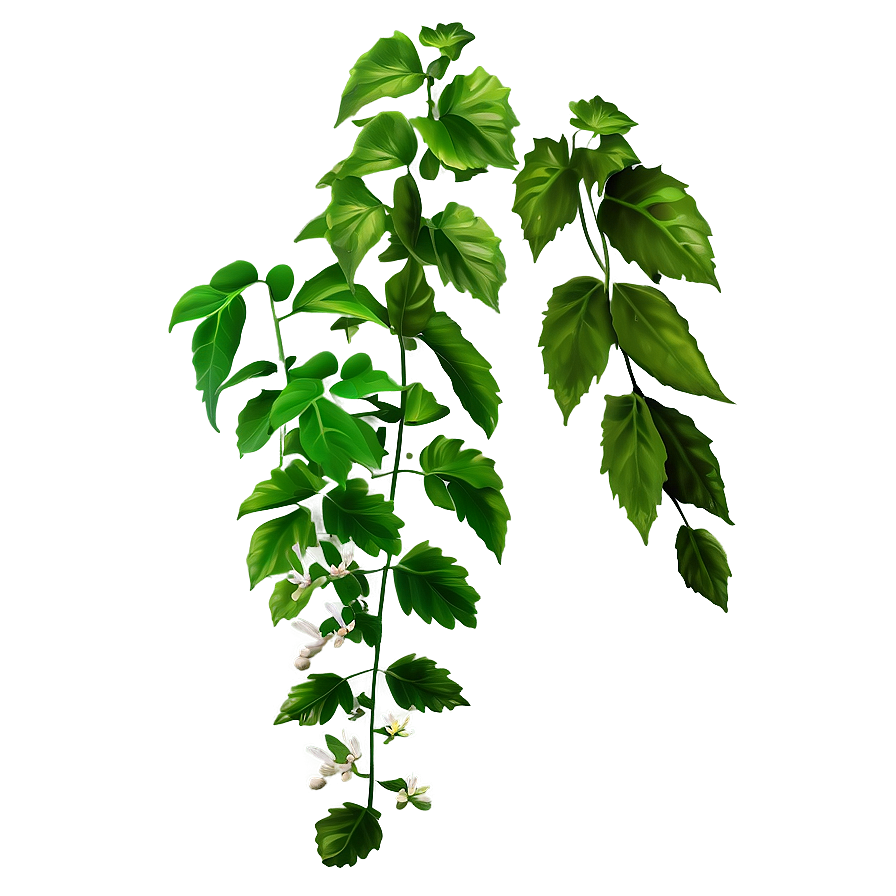 Medicinal Herb Vine Png Dag PNG Image