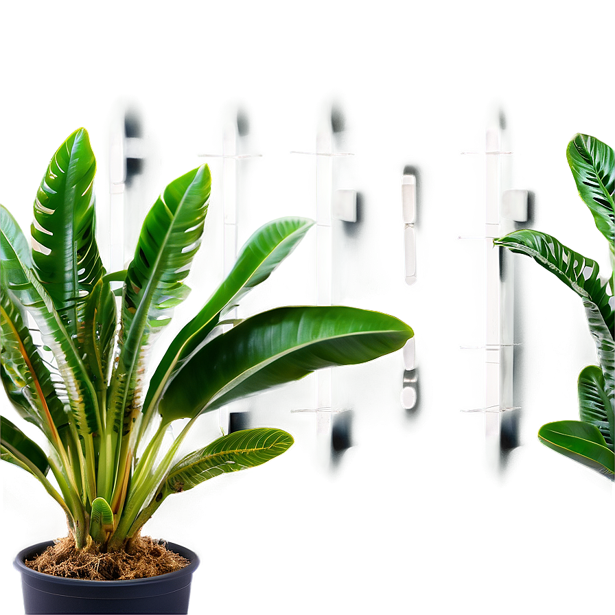 Medicinal Houseplant Png 2 PNG Image