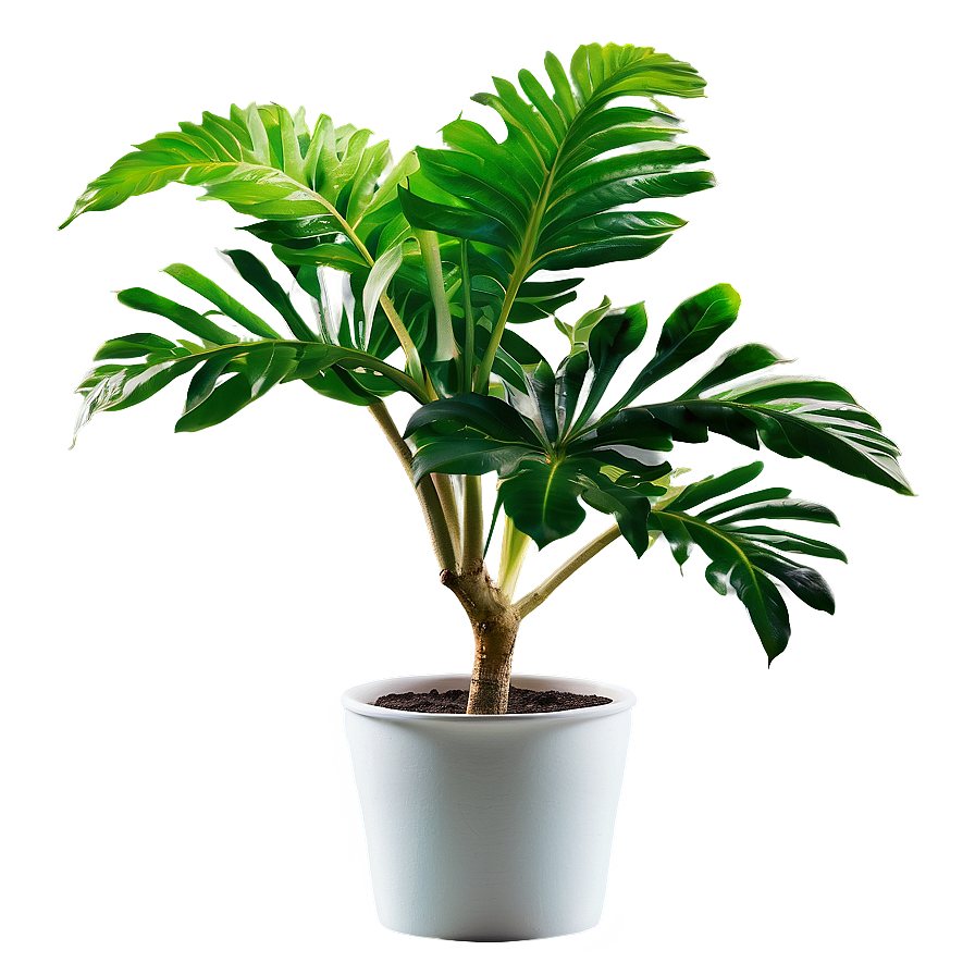 Medicinal Houseplant Png Qus89 PNG Image