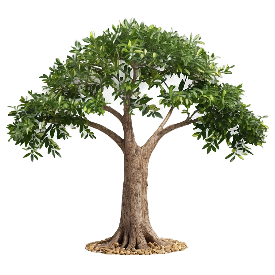 Medicinal Tree Elevation Png 54 PNG Image