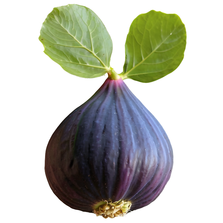 Mediterranean Fig Png 06202024 PNG Image