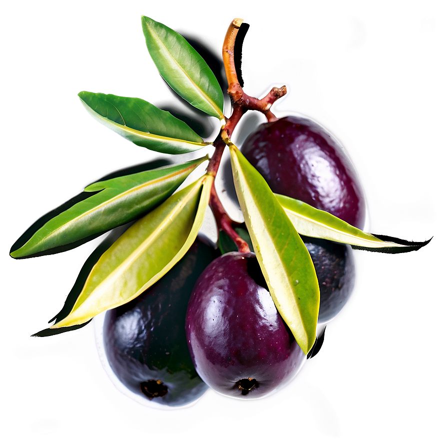 Mediterranean Olive Png 65 PNG Image