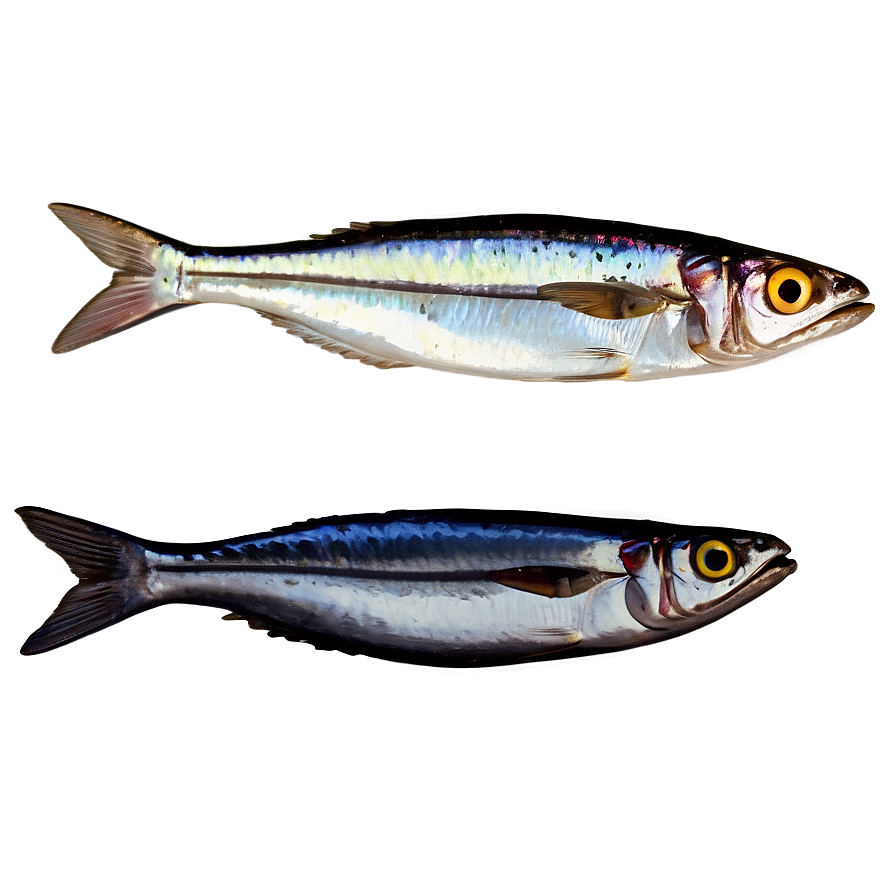 Mediterranean Sardine Png 9 PNG Image