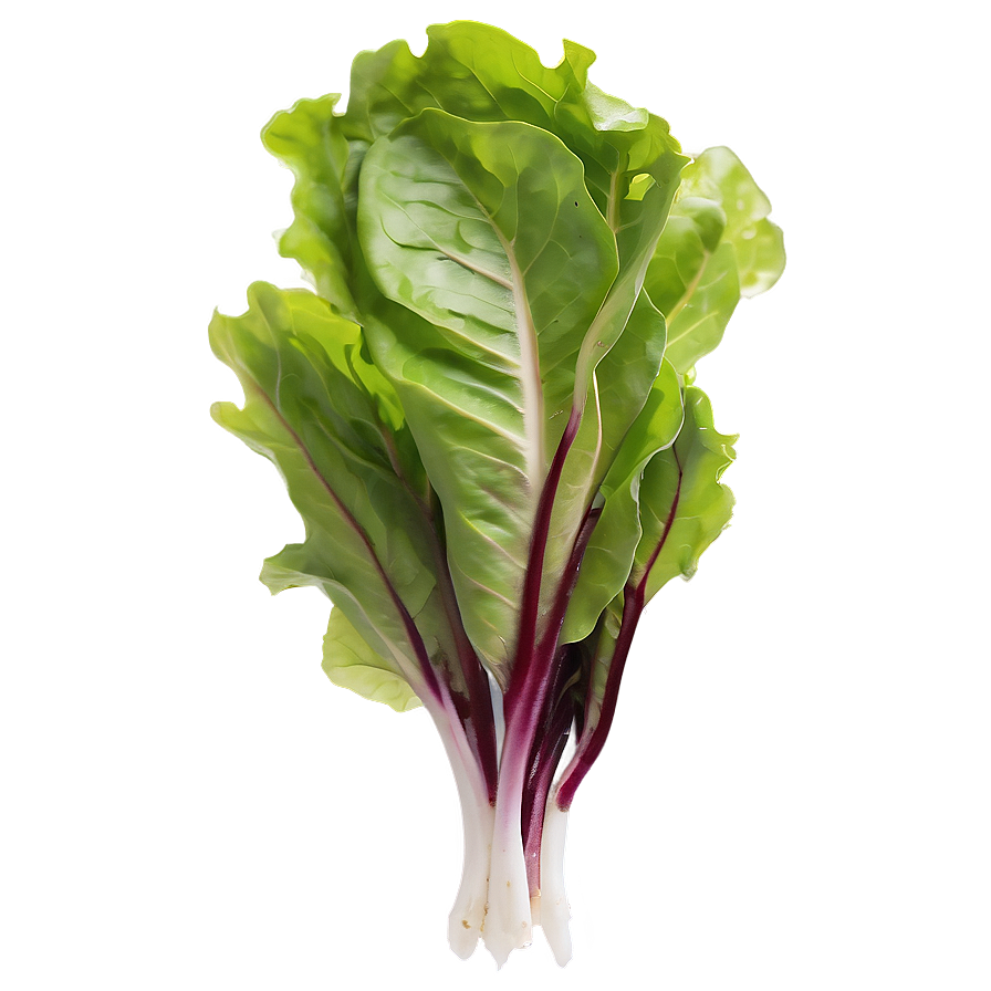 Mesclun Greens Png 44 PNG Image