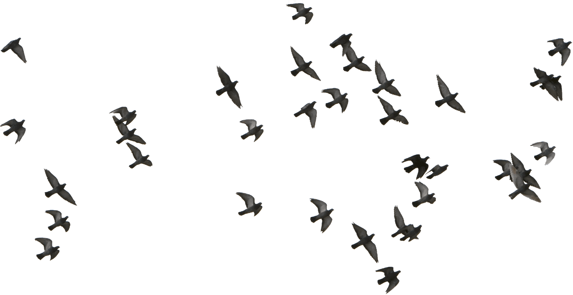 Migratory_ Birds_ In_ Flight PNG Image