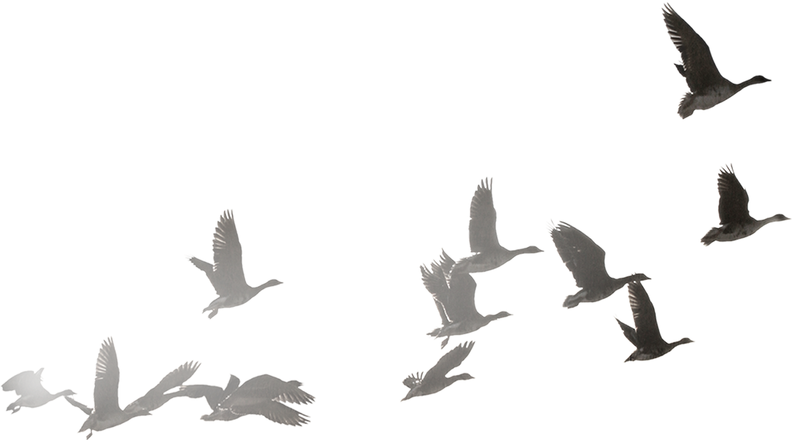 Migratory Birds In Flight Silhouette PNG Image