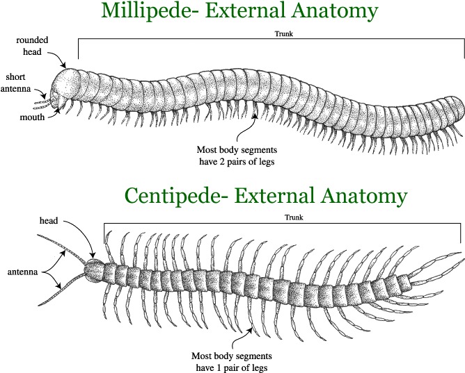 Millipedeand Centipede External Anatomy Comparison PNG Image