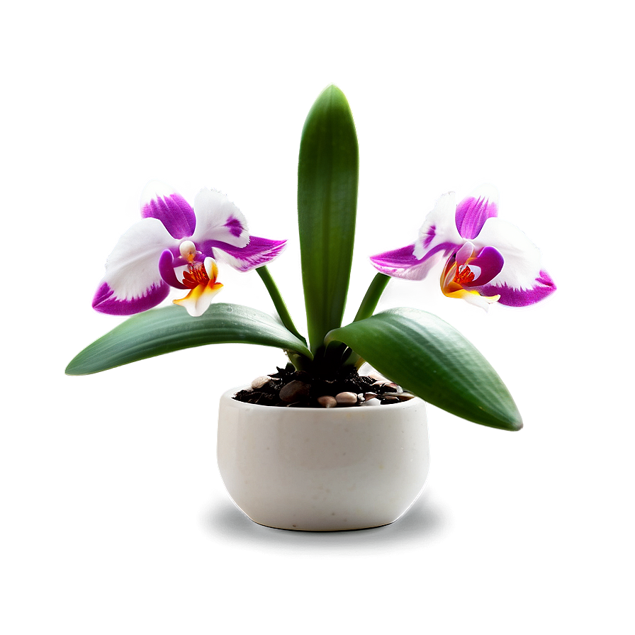 Mini Orchid Png Fow30 PNG Image