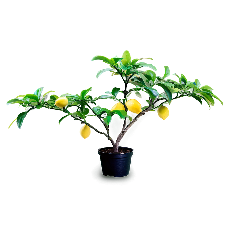 Miniature Lemon Tree Png 06212024 PNG Image