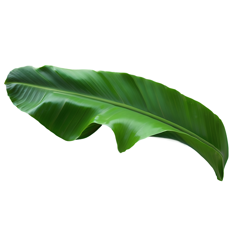 Minimal Banana Leaf Png Lot PNG Image