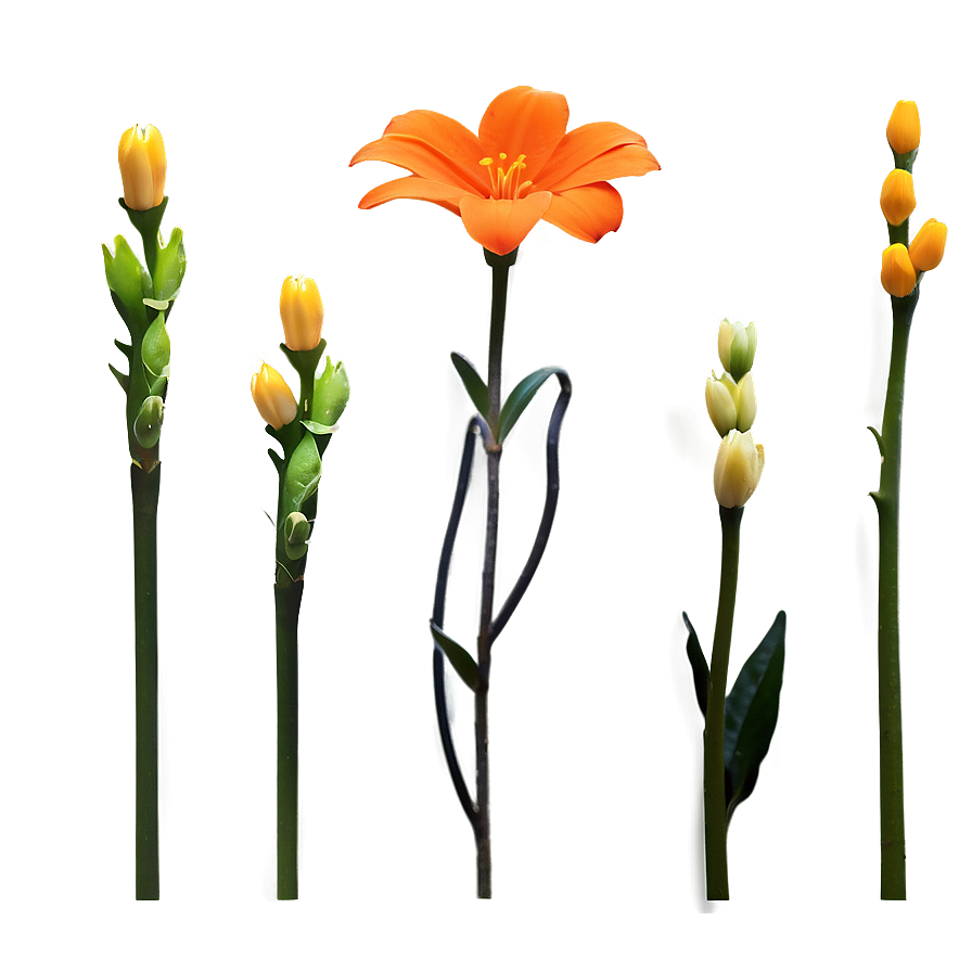 Minimal Orange Flower Png Vef46 PNG Image