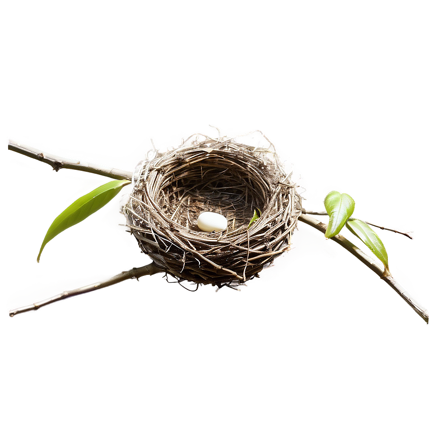 Minimalist Bird Nest Png 06212024 PNG Image