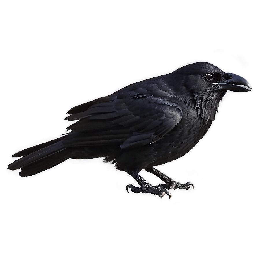 Minimalist Crow Png Dlp96 PNG Image