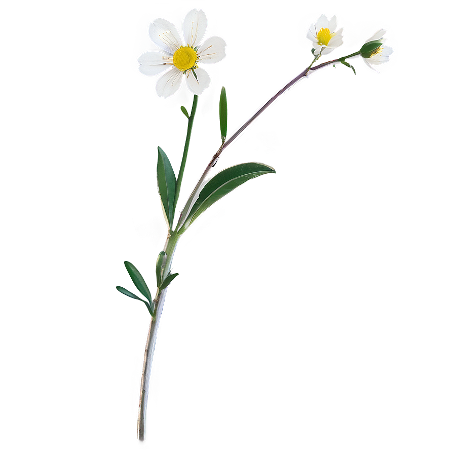 Minimalist Flower Stem Png 06132024 PNG Image