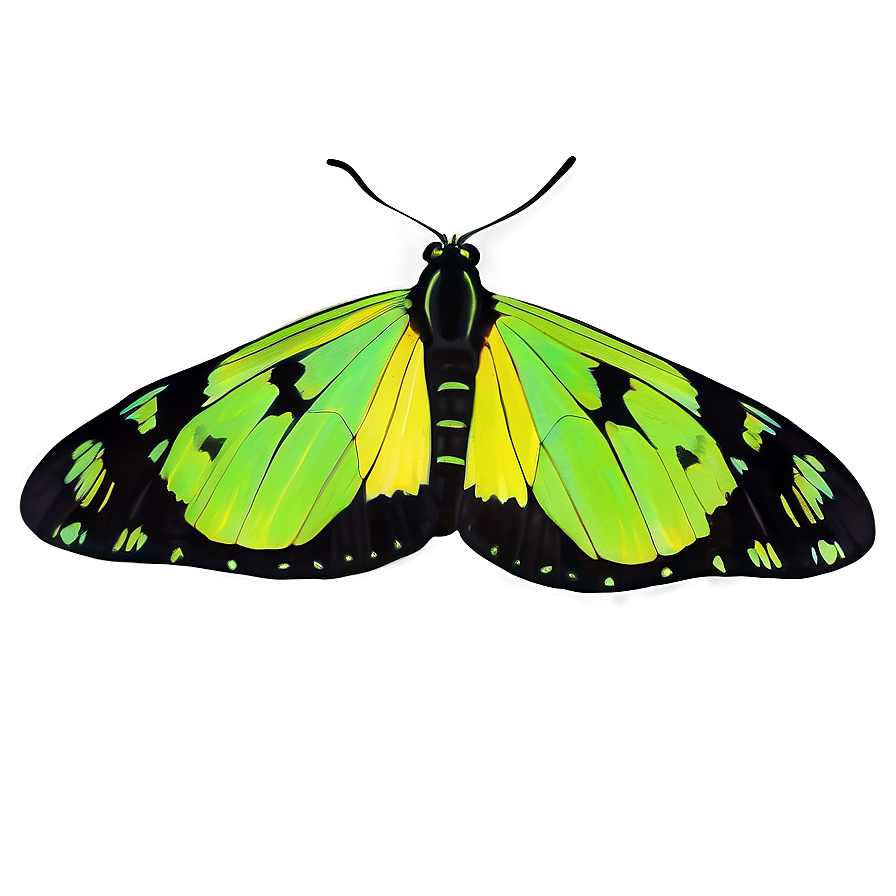 Minimalist Green Butterfly Png Pyi97 PNG Image