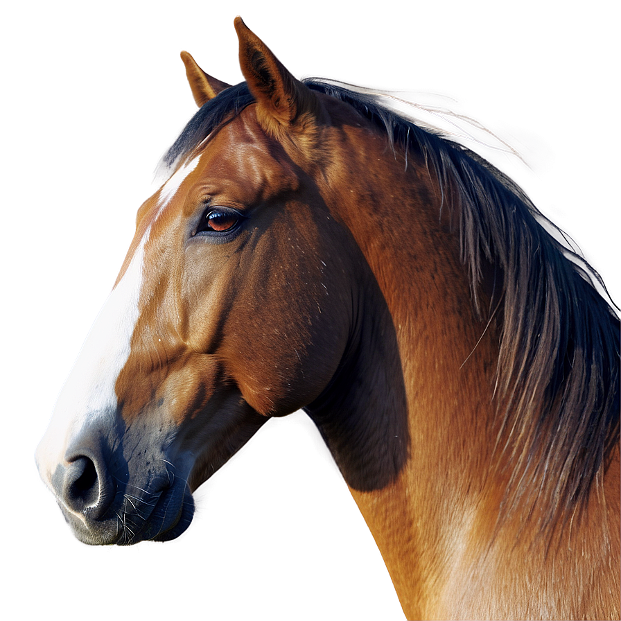 Minimalist Horse Head Icon Png 06122024 PNG Image