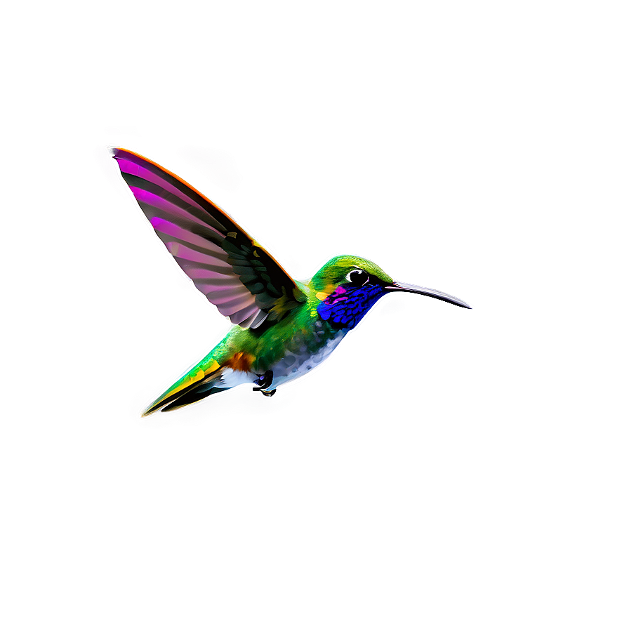 Minimalist Hummingbird Png 77 PNG Image