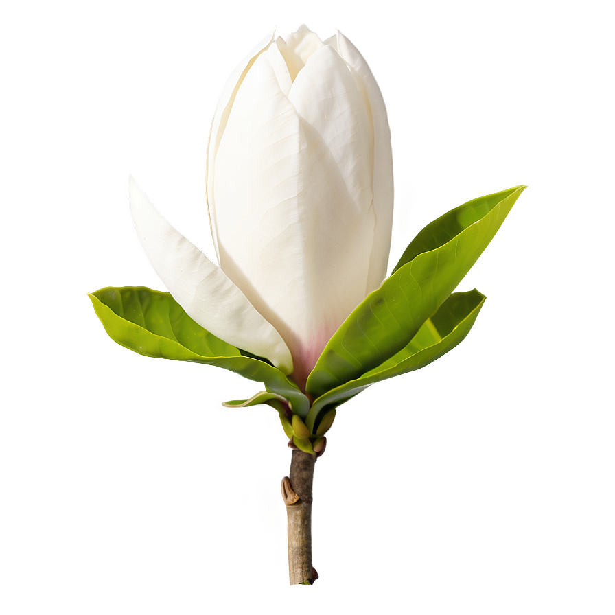 Minimalist Magnolia Flower Png 06252024 PNG Image