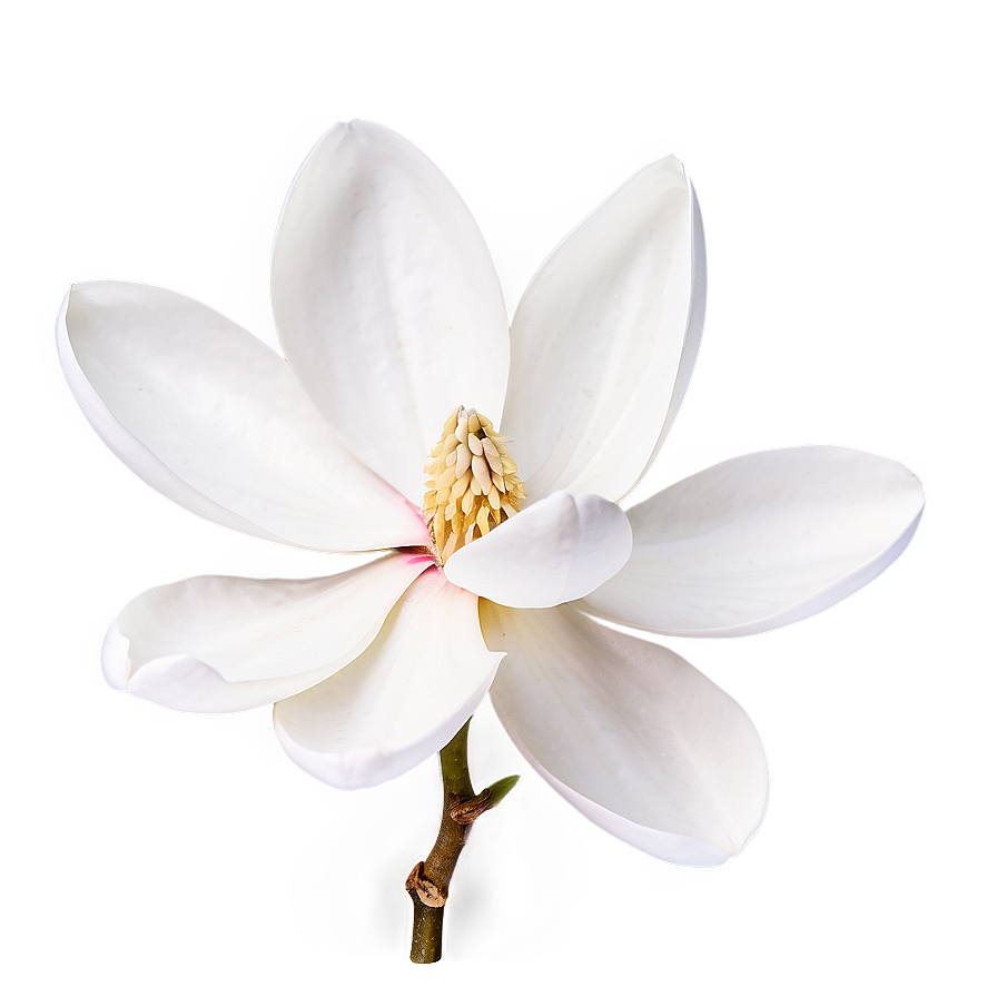 Minimalist Magnolia Flower Png 75 PNG Image