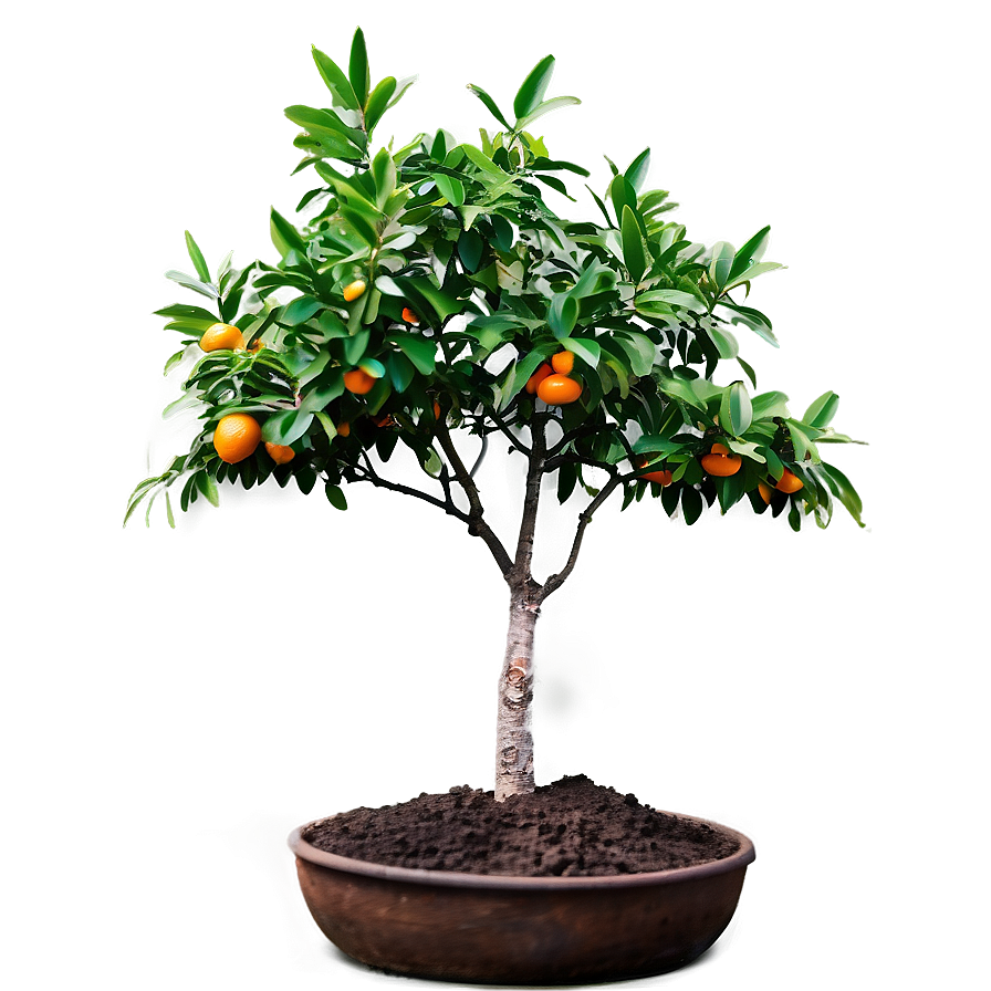 Minimalist Orange Tree Png Bol33 PNG Image