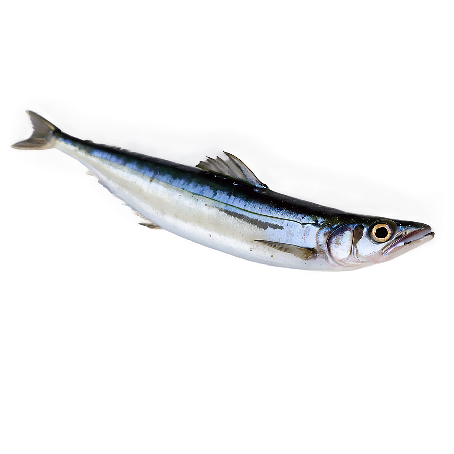 Minimalist Sardine Png Kny29 PNG Image