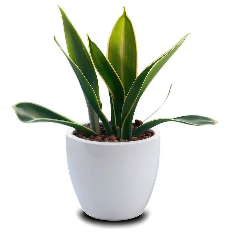 Minimalist Snake Plant Png Fka PNG Image