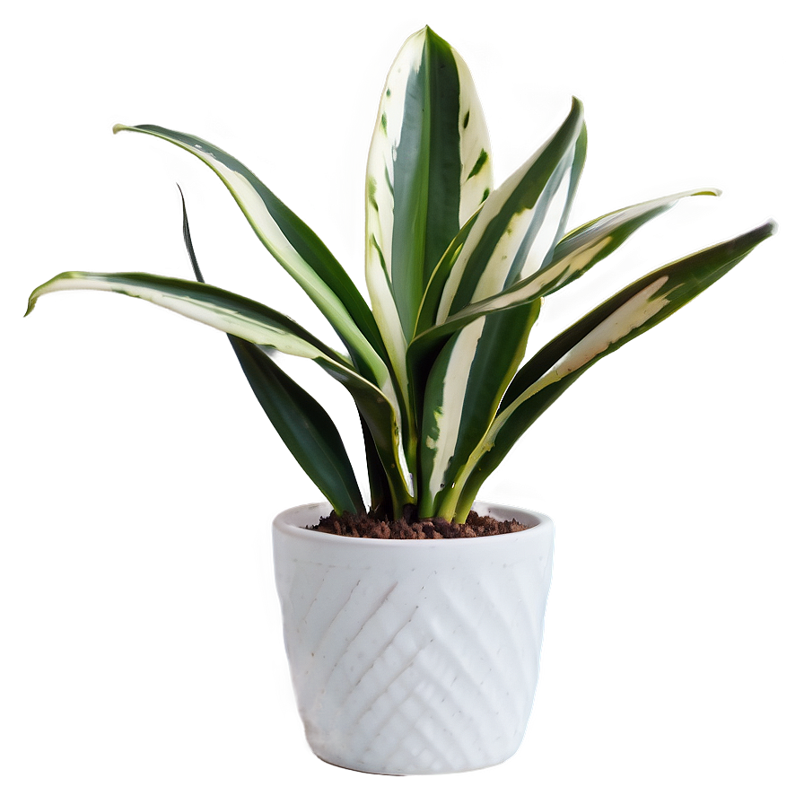 Minimalist Snake Plant Png Lvx7 PNG Image