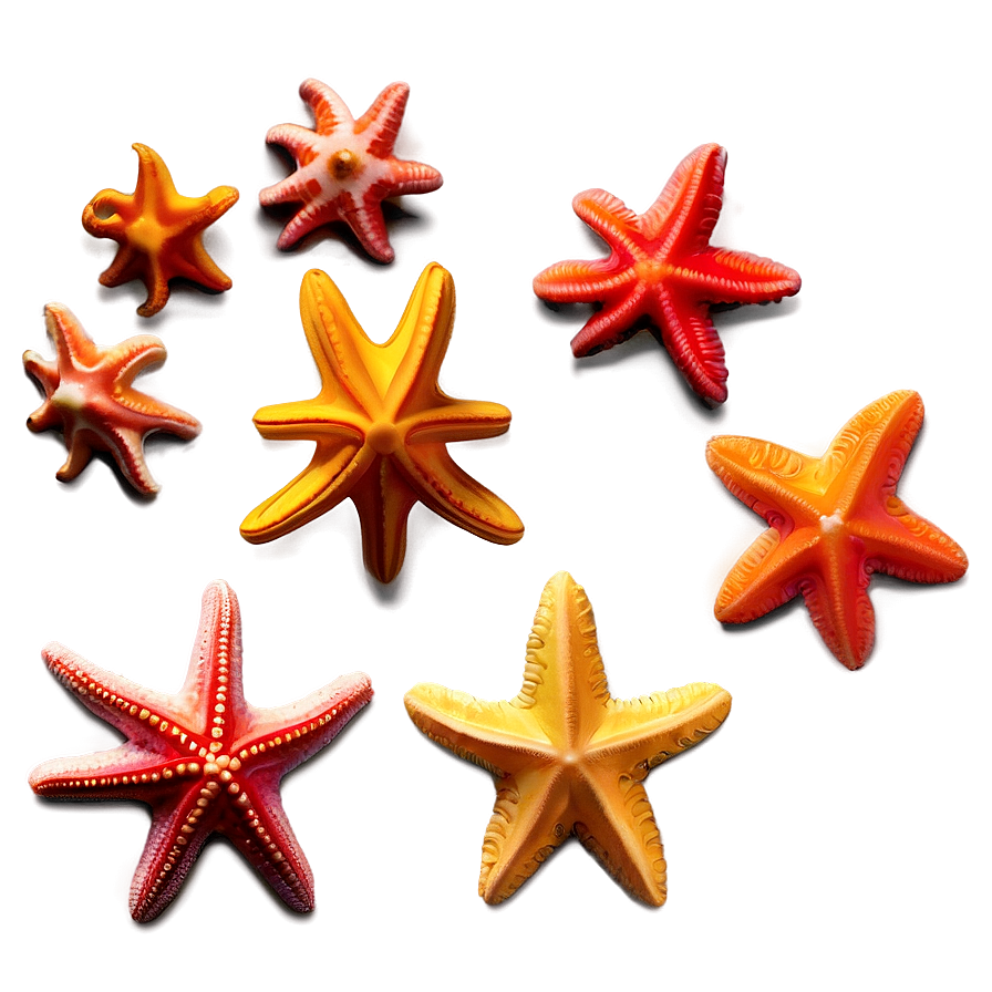 Minimalist Starfish Png Ocl3 PNG Image