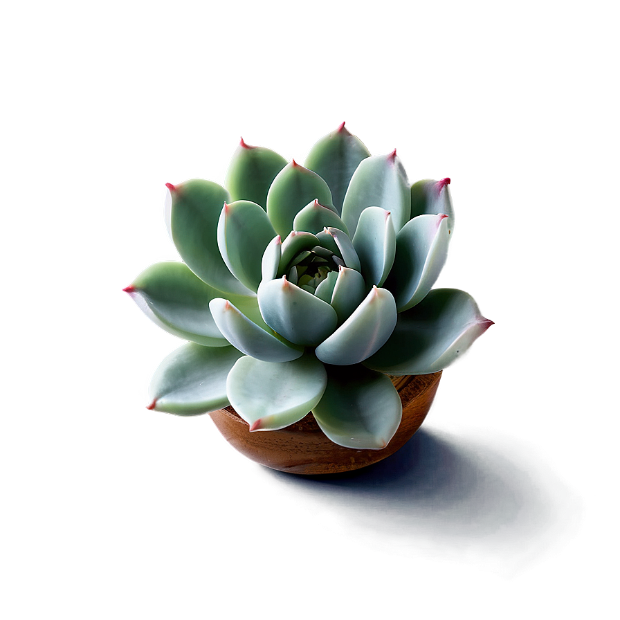 Minimalist Succulent Png 7 PNG Image