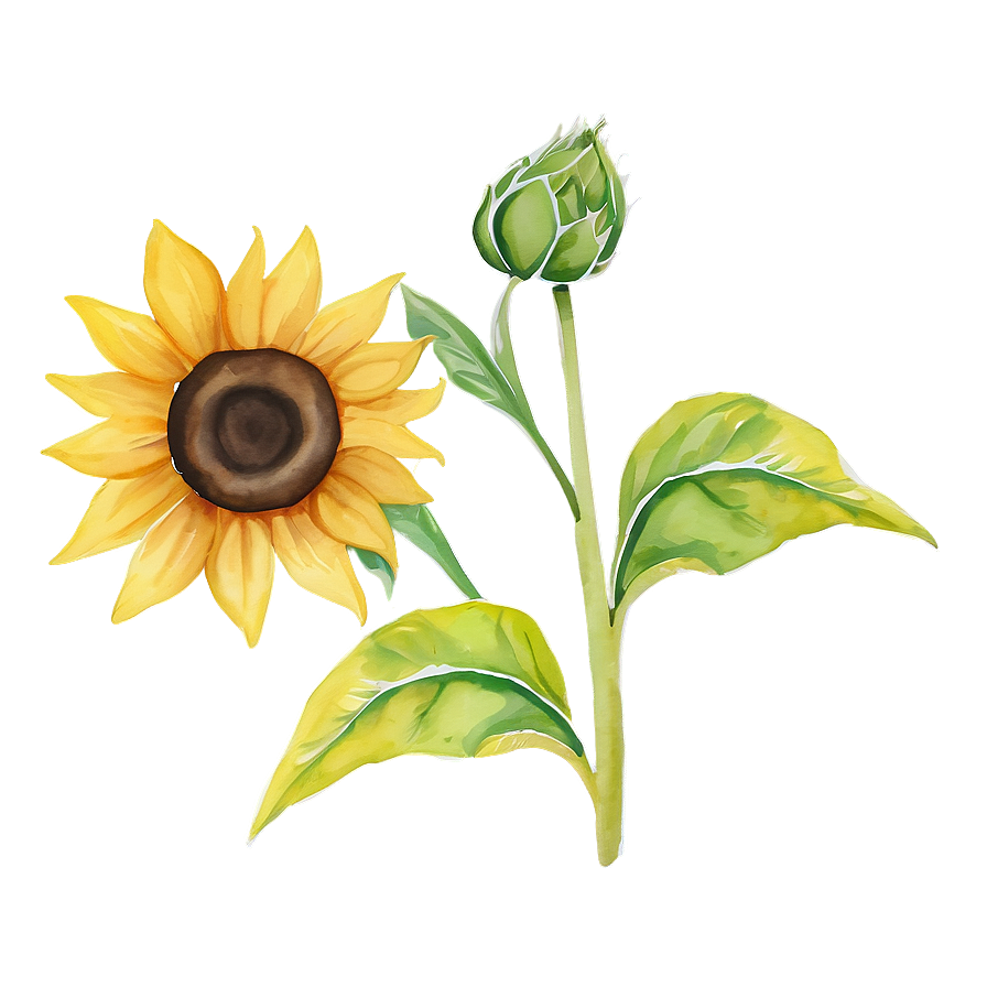 Minimalist Sunflower Watercolor Art Png Gph45 PNG Image