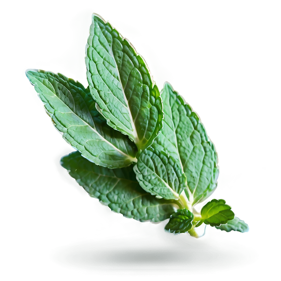 Mint B PNG Image