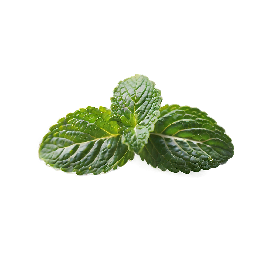 Mint C PNG Image