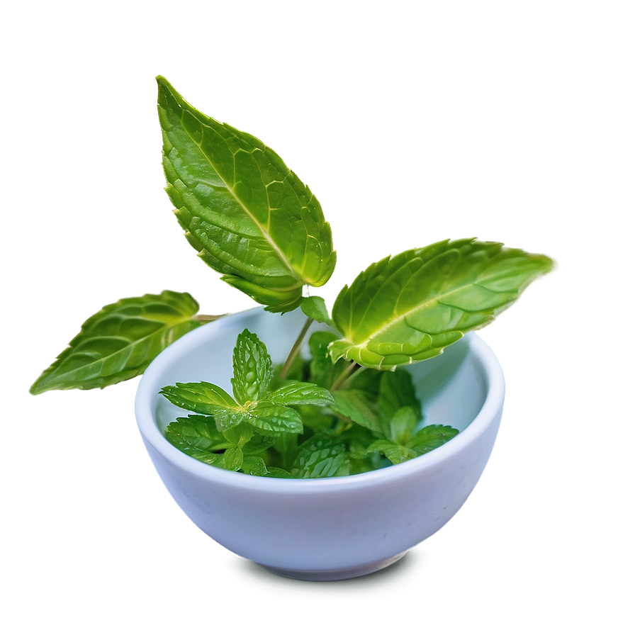 Mint In Cuisine Png Kot14 PNG Image