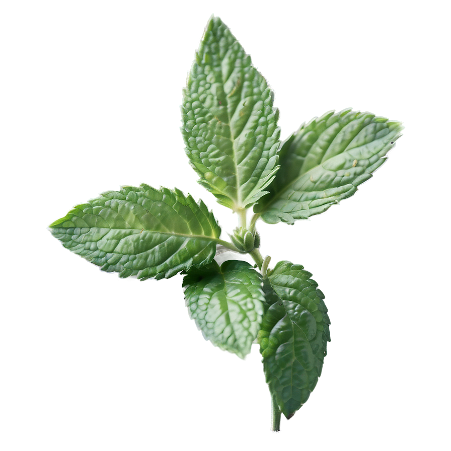 Mint Leaf Aesthetic Png 45 PNG Image