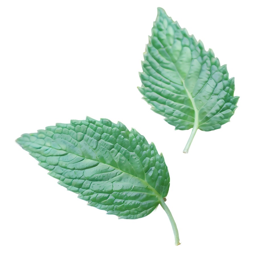 Mint Leaf Aesthetic Png Kef PNG Image