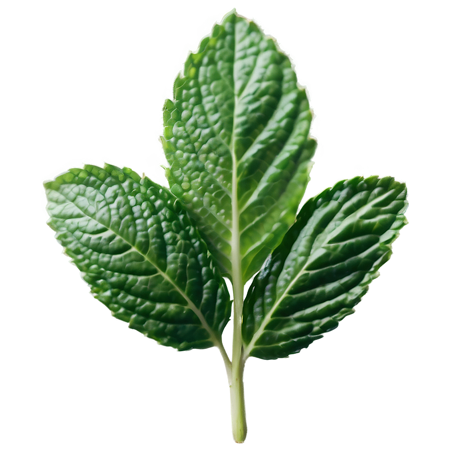 Mint Leaf Detail Png 35 PNG Image