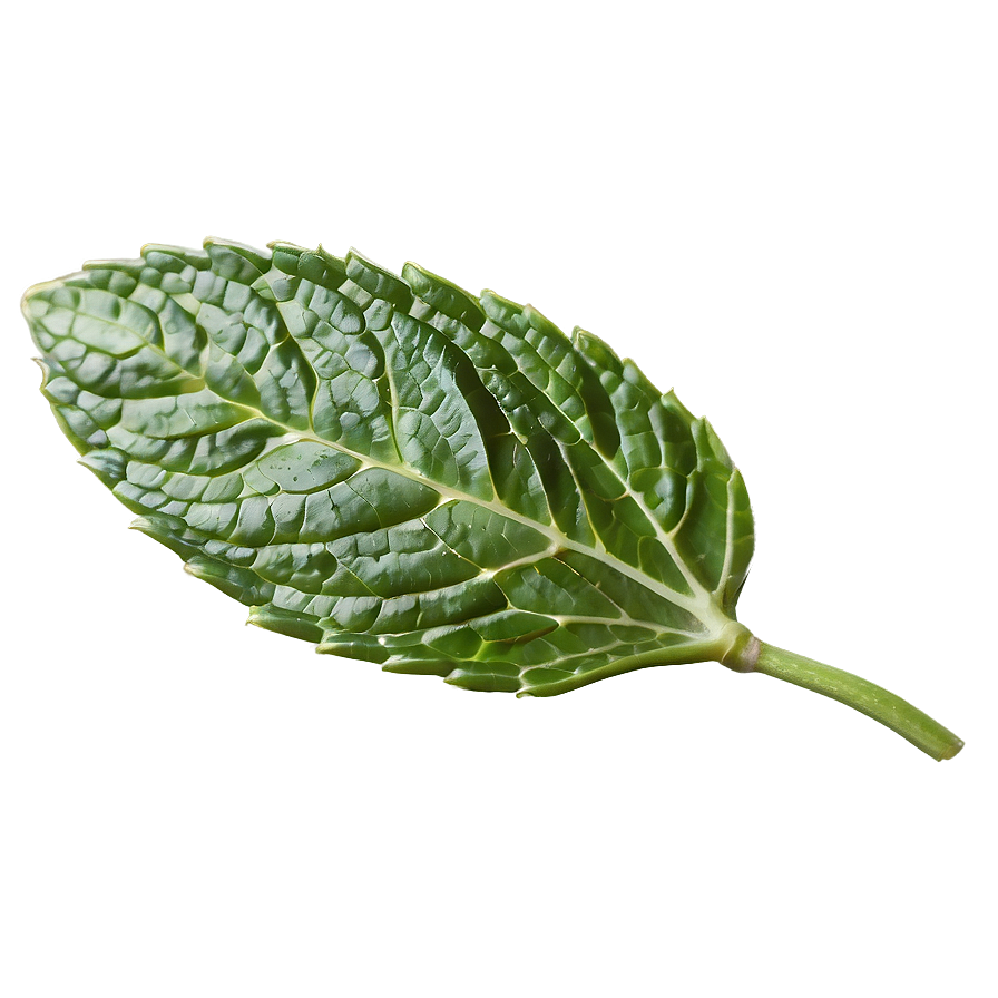 Mint Leaf Detail Png Mjp18 PNG Image