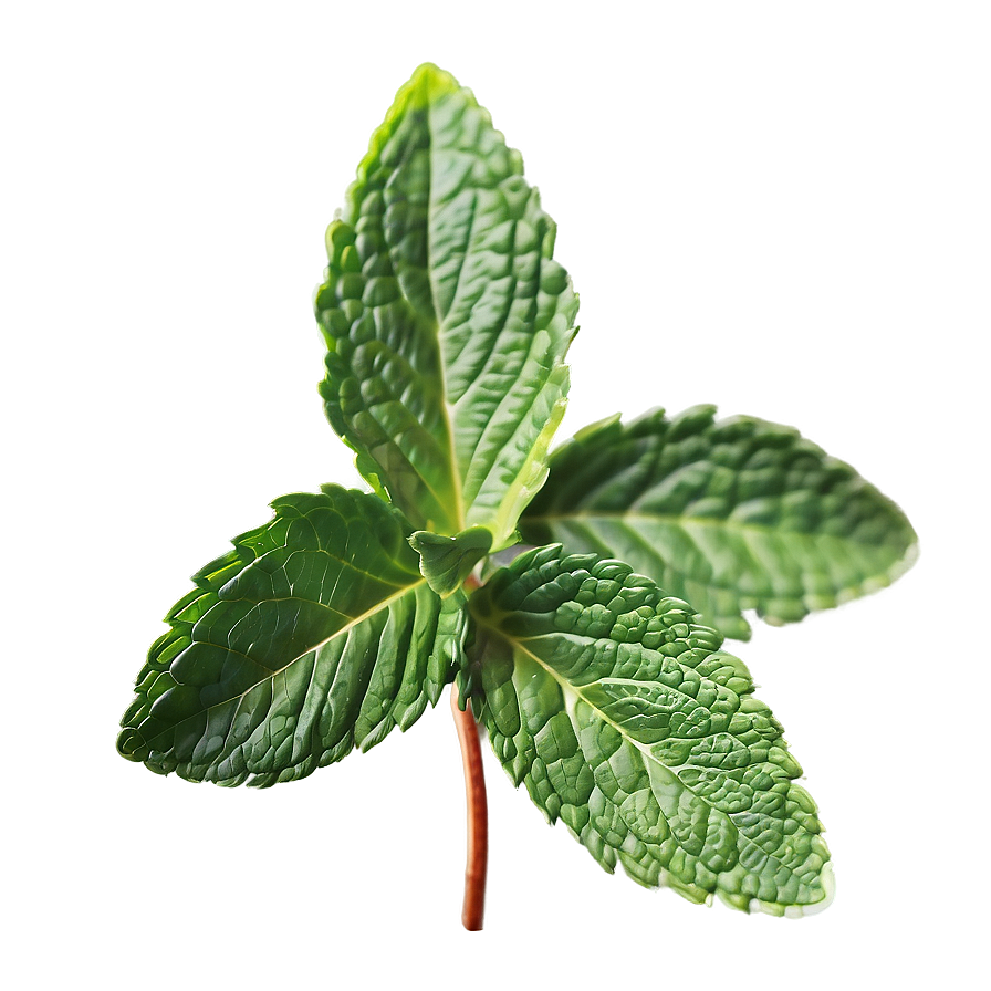 Mint Leaf Illustration Png Xbg PNG Image