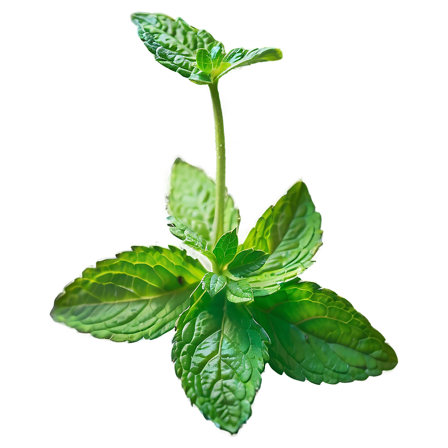 Mint Leaf On White Png 65 PNG Image