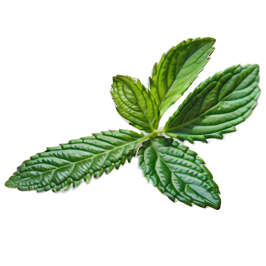 Mint Leaf Ripple Png Bho43 PNG Image