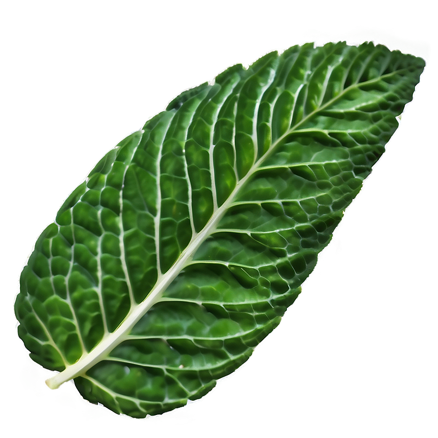 Mint Leaf Ripple Png Uhc47 PNG Image