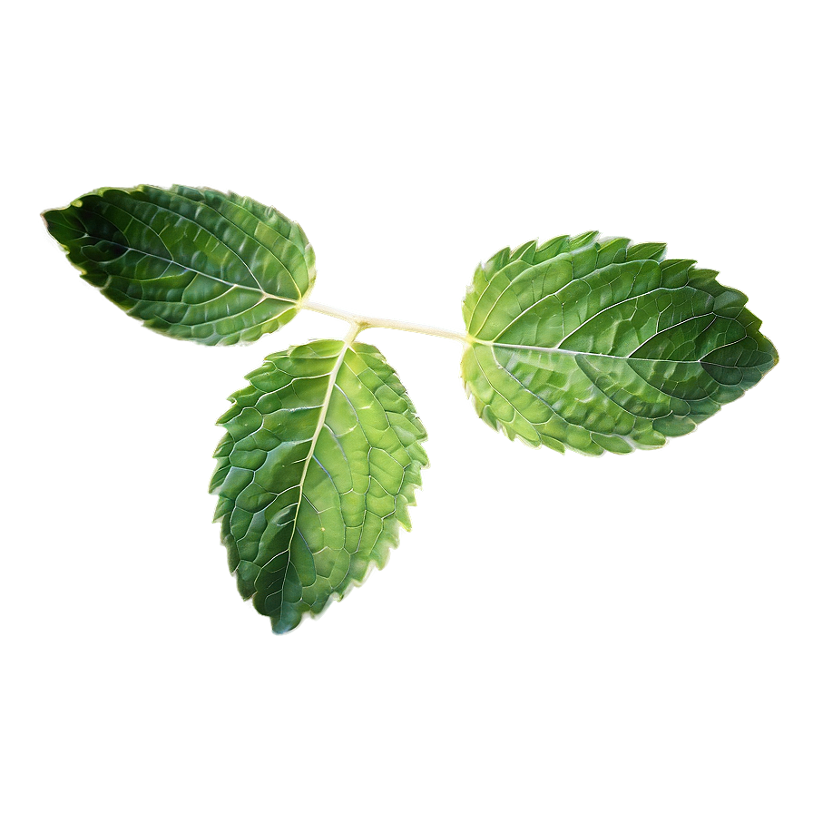 Mint Leaf Silhouette Png May67 PNG Image