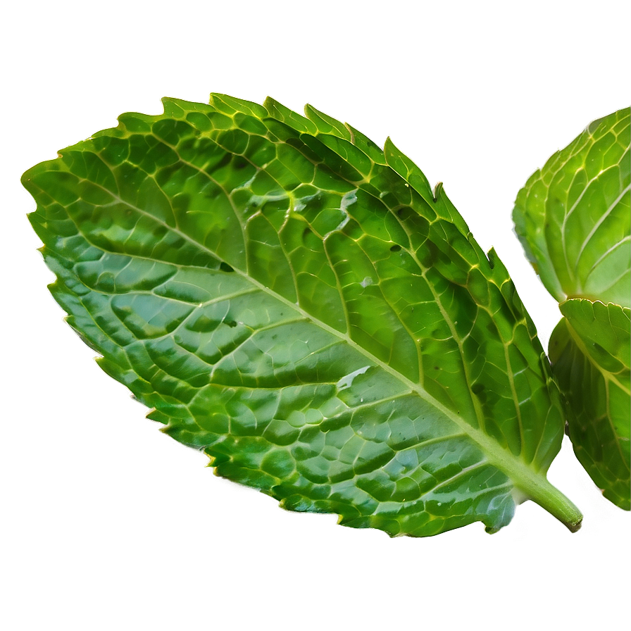 Mint Leaf Texture Png 92 PNG Image