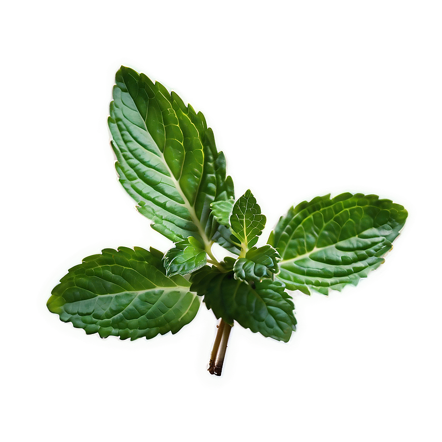 Mint Leaf Texture Png Pxe45 PNG Image