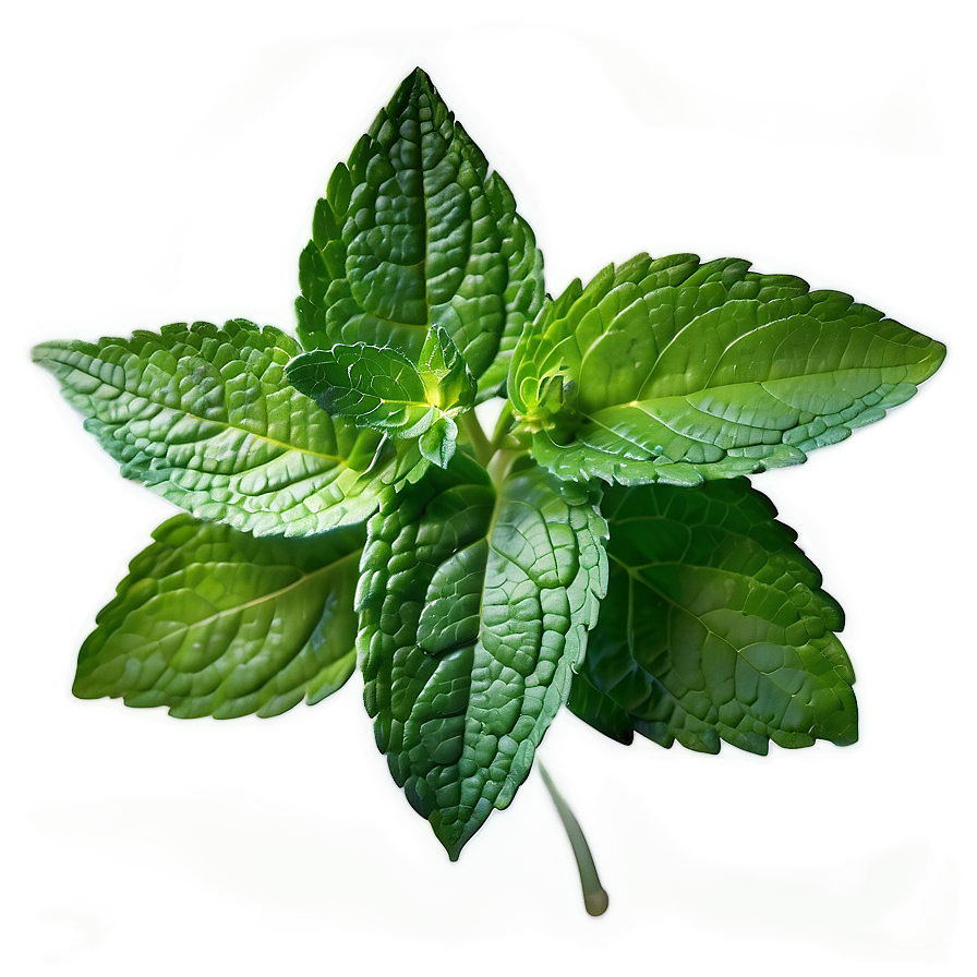 Mint Leaf Vector Png 11 PNG Image