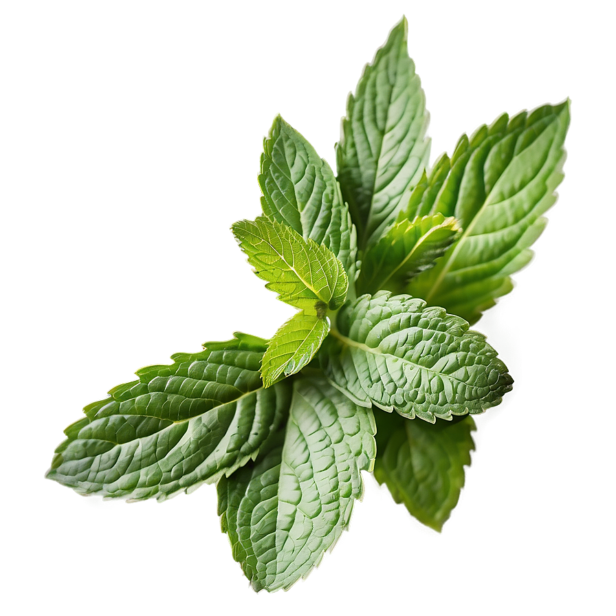 Mint Leaf Vector Png Ama PNG Image